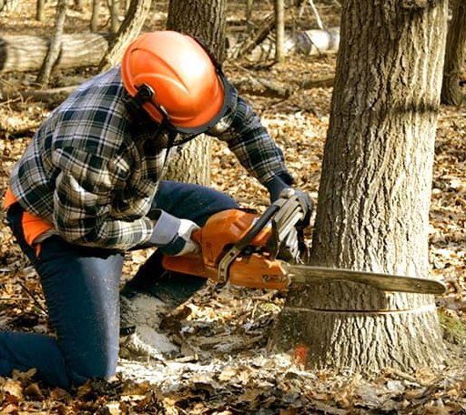 Tree Removal in Lupton, MI